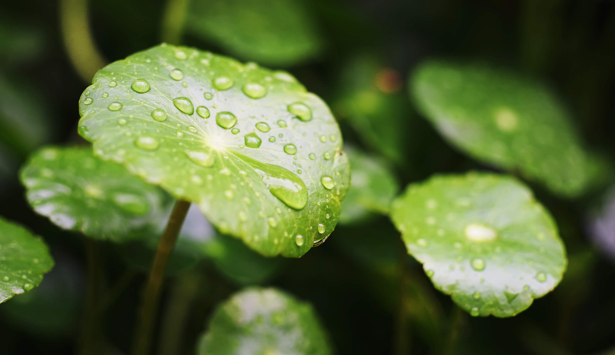 Main- Gotu kola.jpg