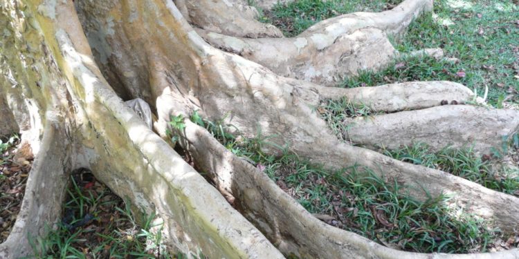 Arjuna: Rejuvenation For The Heart