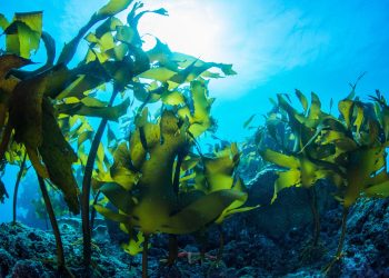 Exploring the Innovative Use of Marine-Derived Ingredients in Clean Skincare.