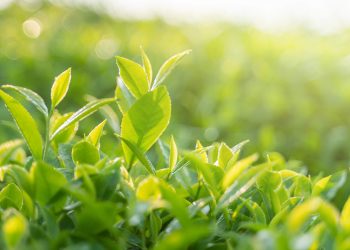 Green Tea Benefits for Summer Skin