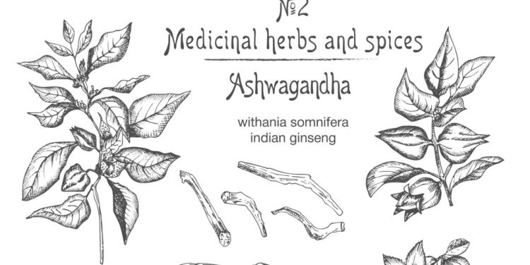 Ashwagandha: Herbal Support in These Stressful Times