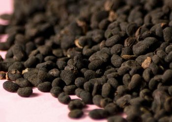 Bakuchiol: Retinol’s Gentle Cousin