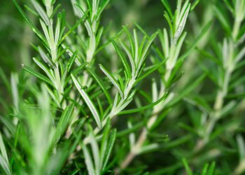 Rosemary-Based Dandruff Treatments