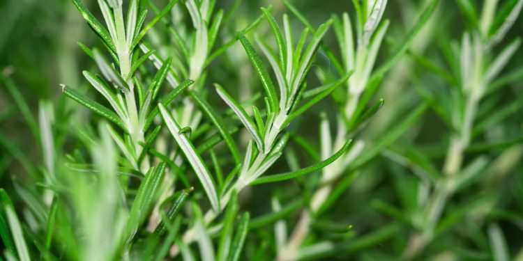 Rosemary-Based Dandruff Treatments