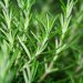 Rosemary-Based Dandruff Treatments