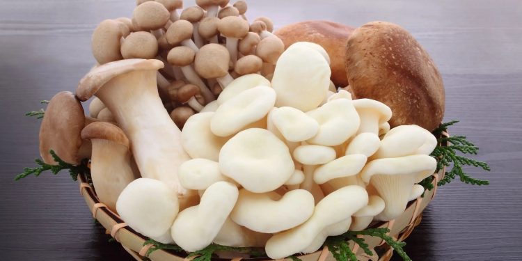 The Rise of Mushroom-Based Skincare