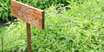 Basic Herbs Of Ayurveda (Ayurveda is Yoga’s Herbal Sister)