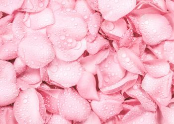 Benefits of Using Rose Water for Skin