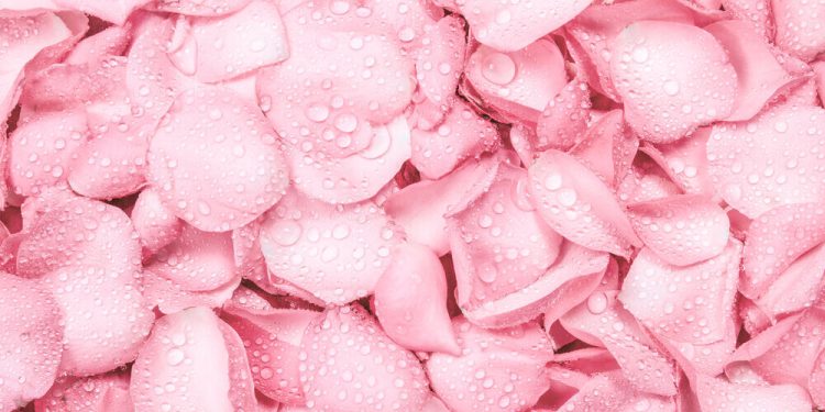 Benefits of Using Rose Water for Skin