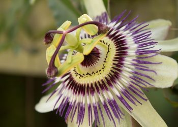 Smile’s Own Passionflower Farms on Passion Flower