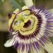 Smile’s Own Passionflower Farms on Passion Flower