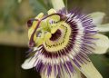 Smile’s Own “PassionFlower Farms” on Passion Flower