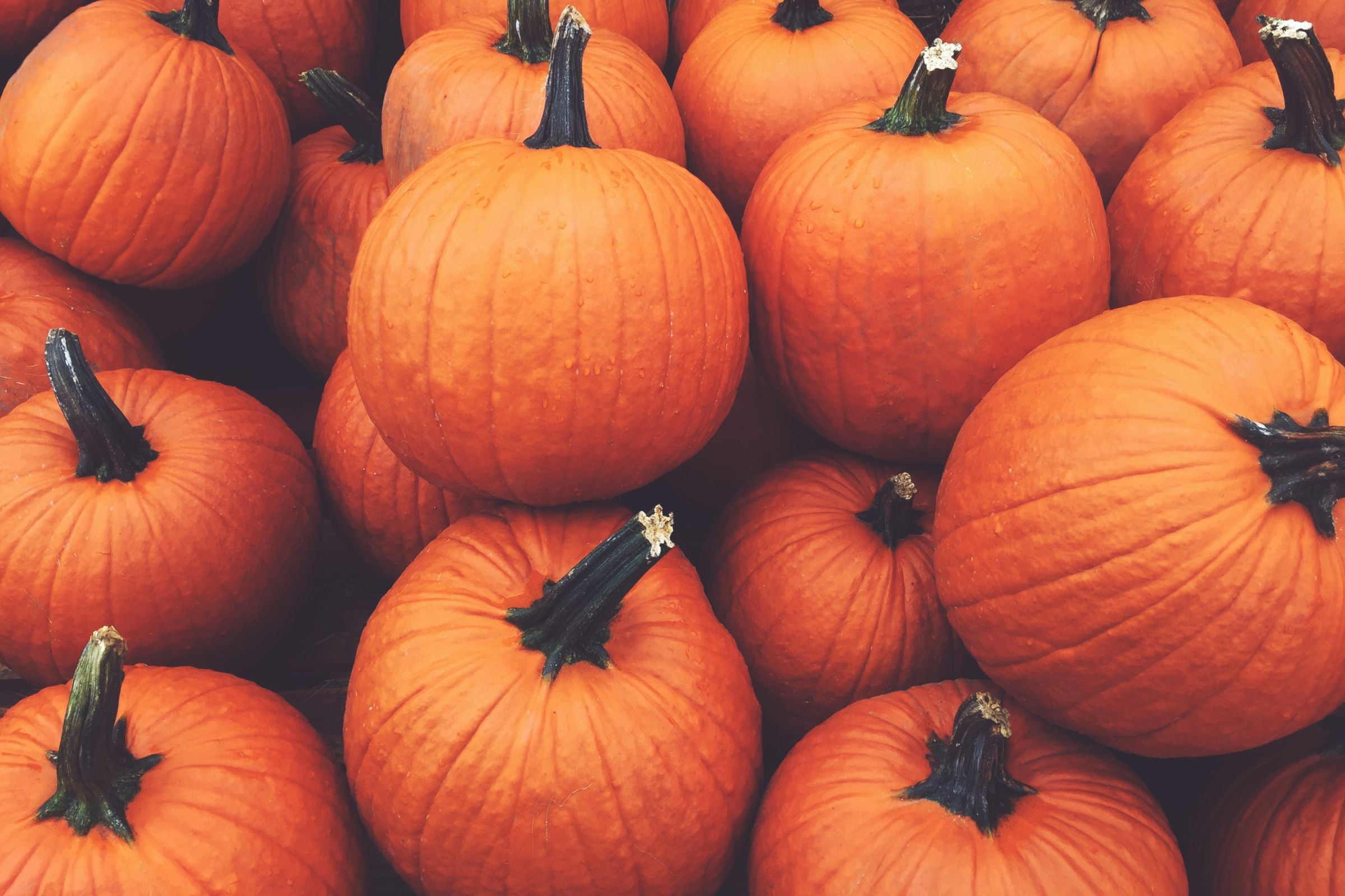 Cover_Photo_100_PURE_The_Best_Pumpkin-Infused_Skincare_Products_for_Autumn