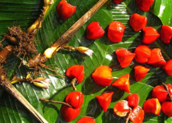 Katemfe: A Non-Calorie Sweetness Without Aftertaste