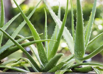 Aloe Vera in Skin Care and Makeup