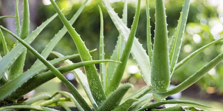 Aloe Vera in Skin Care and Makeup