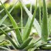 Aloe Vera in Skin Care and Makeup
