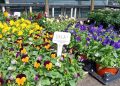 Fall Plant Sale – HALF OFF!