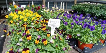 Fall Plant Sale – HALF OFF!