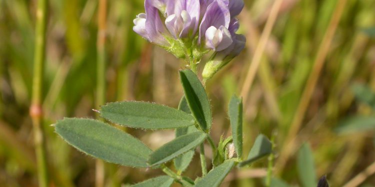 Nutritive Herbs for Better Health