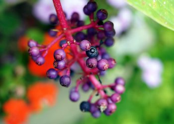 Acai Berry Skin Benefits