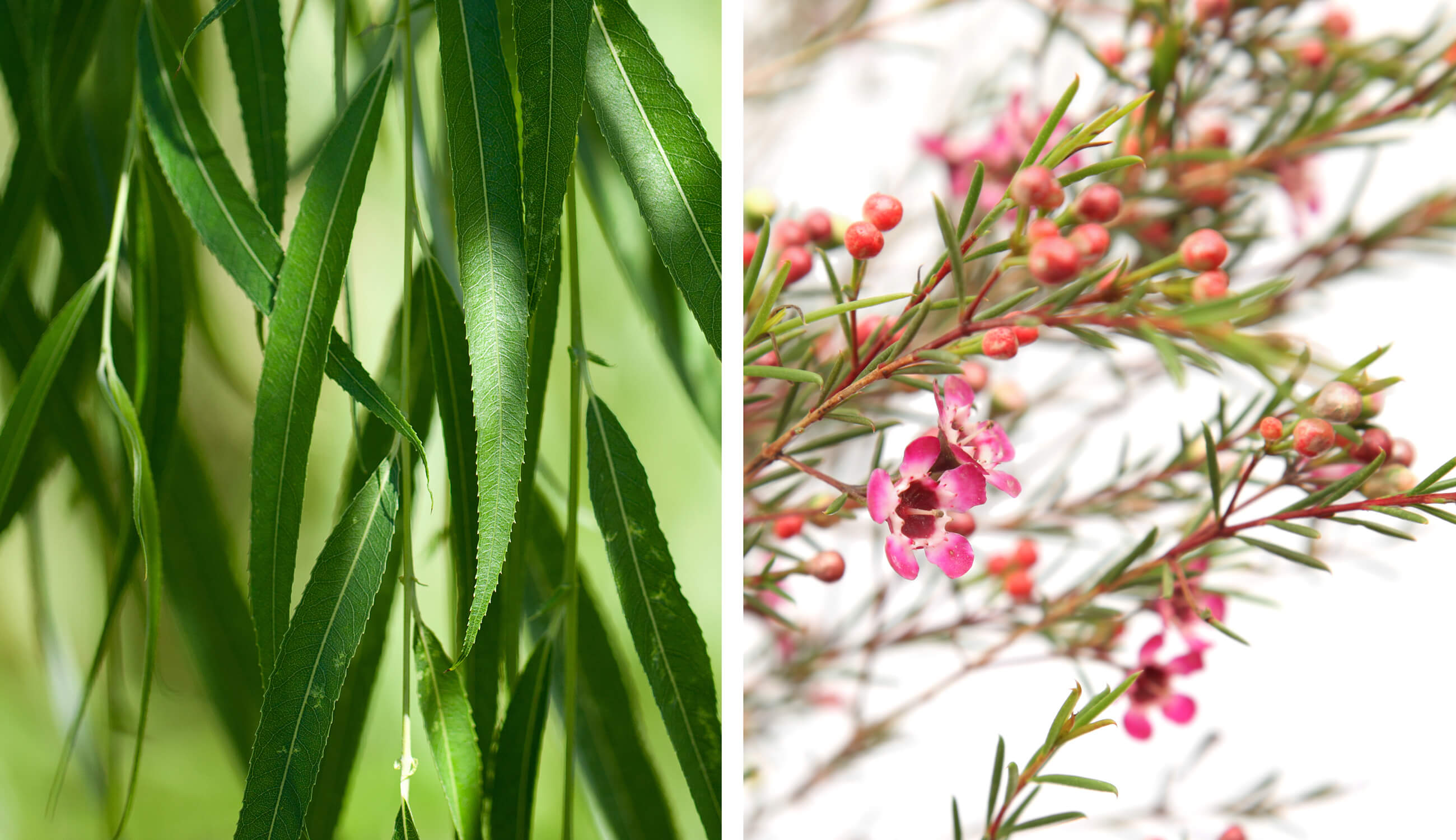 tea tree and willow plants